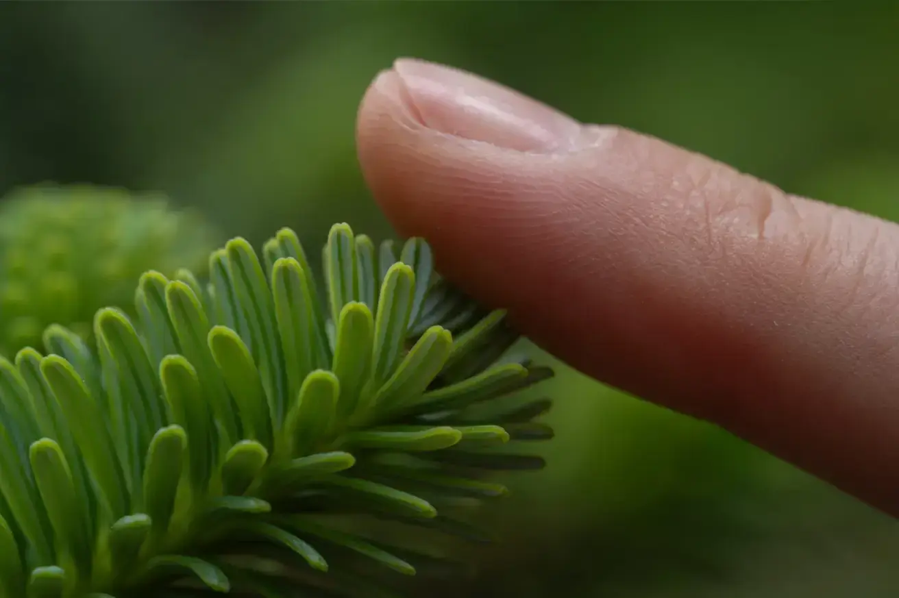 close-up-of-a-persons-finger-touching-a-green-plant
