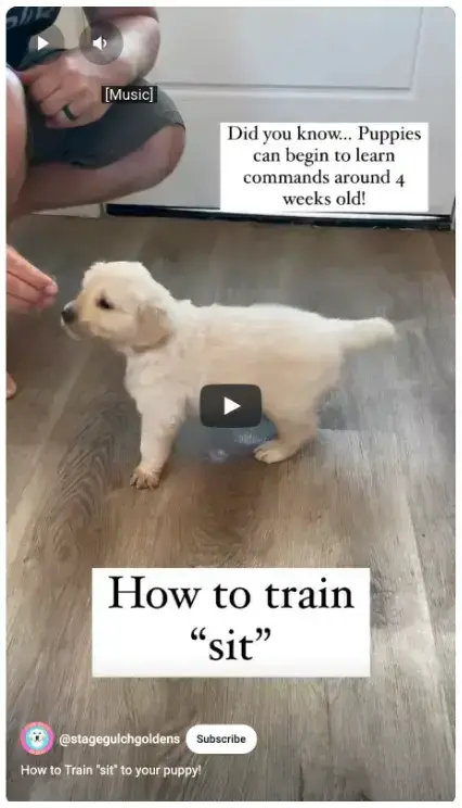 youtube-short-stagegulchgoldens